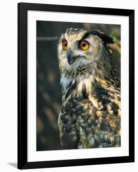 European Eagle Owl, New Forest Owl Sanctuary, Ringwood, Hampshire, England, United Kingdom, Europe-Murray Louise-Framed Photographic Print