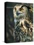 European Eagle Owl, New Forest Owl Sanctuary, Ringwood, Hampshire, England, United Kingdom, Europe-Murray Louise-Stretched Canvas