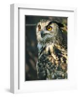 European Eagle Owl, New Forest Owl Sanctuary, Ringwood, Hampshire, England, United Kingdom, Europe-Murray Louise-Framed Photographic Print