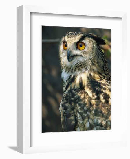 European Eagle Owl, New Forest Owl Sanctuary, Ringwood, Hampshire, England, United Kingdom, Europe-Murray Louise-Framed Photographic Print