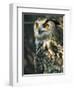 European Eagle Owl, New Forest Owl Sanctuary, Ringwood, Hampshire, England, United Kingdom, Europe-Murray Louise-Framed Photographic Print