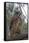 European Eagle Owl-Linda Wright-Framed Stretched Canvas