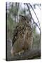 European Eagle Owl-Linda Wright-Stretched Canvas