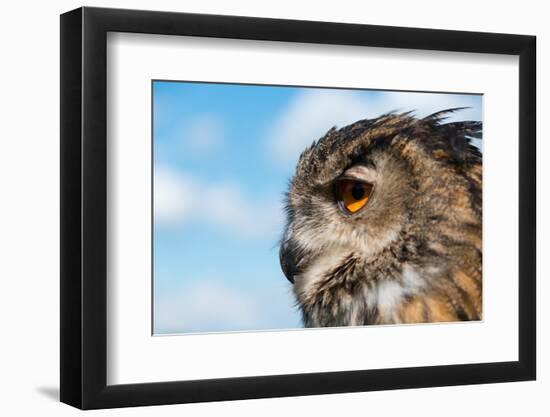 European Eagle Owl-fotogenix-Framed Premium Photographic Print