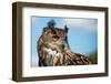 European Eagle Owl-fotogenix-Framed Premium Photographic Print