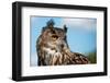 European Eagle Owl-fotogenix-Framed Premium Photographic Print