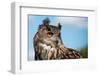 European Eagle Owl-fotogenix-Framed Premium Photographic Print