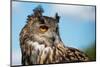 European Eagle Owl-fotogenix-Mounted Premium Photographic Print