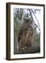 European Eagle Owl-Linda Wright-Framed Photographic Print