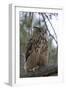 European Eagle Owl-Linda Wright-Framed Photographic Print