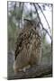 European Eagle Owl-Linda Wright-Mounted Photographic Print