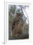 European Eagle Owl-Linda Wright-Framed Photographic Print