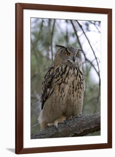 European Eagle Owl-Linda Wright-Framed Photographic Print