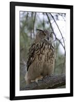 European Eagle Owl-Linda Wright-Framed Photographic Print