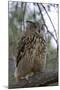 European Eagle Owl-Linda Wright-Mounted Photographic Print