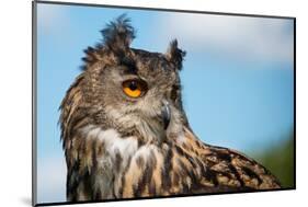 European Eagle Owl-fotogenix-Mounted Photographic Print