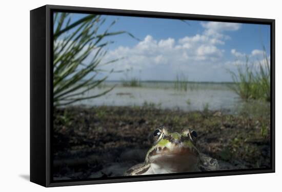 European Edible Frog (Rana Esculenta) by Lake Belau, June 2009-Geslin-Framed Stretched Canvas