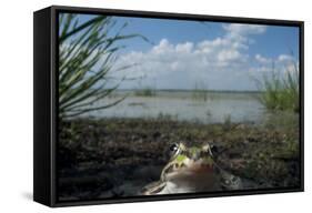 European Edible Frog (Rana Esculenta) by Lake Belau, June 2009-Geslin-Framed Stretched Canvas