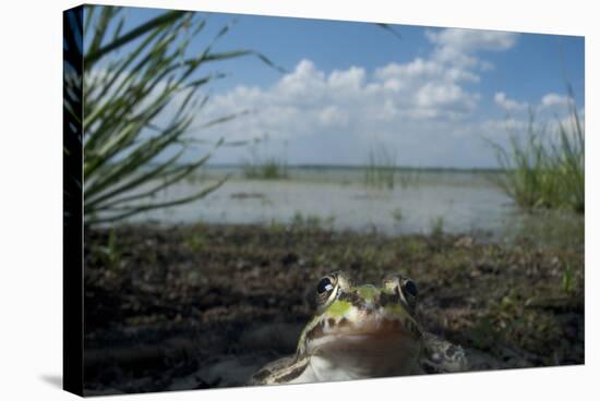 European Edible Frog (Rana Esculenta) by Lake Belau, June 2009-Geslin-Stretched Canvas