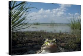 European Edible Frog (Rana Esculenta) by Lake Belau, June 2009-Geslin-Stretched Canvas