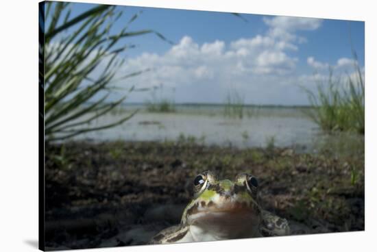 European Edible Frog (Rana Esculenta) by Lake Belau, June 2009-Geslin-Stretched Canvas