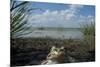 European Edible Frog (Rana Esculenta) by Lake Belau, June 2009-Geslin-Mounted Photographic Print