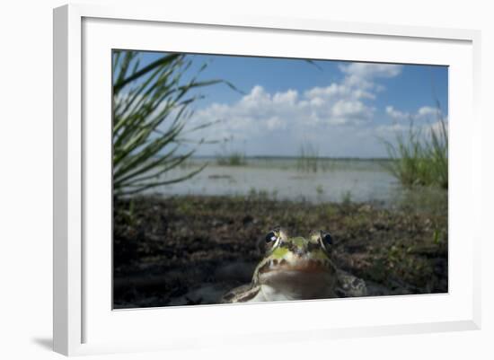 European Edible Frog (Rana Esculenta) by Lake Belau, June 2009-Geslin-Framed Photographic Print