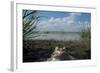 European Edible Frog (Rana Esculenta) by Lake Belau, June 2009-Geslin-Framed Photographic Print