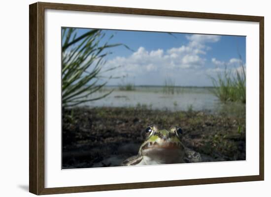 European Edible Frog (Rana Esculenta) by Lake Belau, June 2009-Geslin-Framed Photographic Print