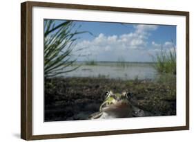 European Edible Frog (Rana Esculenta) by Lake Belau, June 2009-Geslin-Framed Photographic Print