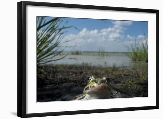 European Edible Frog (Rana Esculenta) by Lake Belau, June 2009-Geslin-Framed Photographic Print