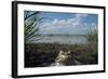 European Edible Frog (Rana Esculenta) by Lake Belau, June 2009-Geslin-Framed Photographic Print