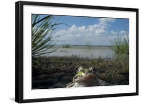 European Edible Frog (Rana Esculenta) by Lake Belau, June 2009-Geslin-Framed Photographic Print
