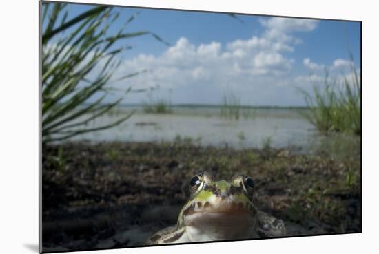 European Edible Frog (Rana Esculenta) by Lake Belau, June 2009-Geslin-Mounted Photographic Print