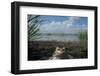 European Edible Frog (Rana Esculenta) by Lake Belau, June 2009-Geslin-Framed Photographic Print