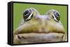 European Edible Frog (Rana Esculenta) Head, Prypiat Area, Belarus, June 2009-Máté-Framed Stretched Canvas