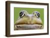 European Edible Frog (Rana Esculenta) Head, Prypiat Area, Belarus, June 2009-Máté-Framed Photographic Print