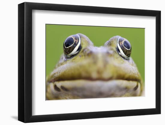 European Edible Frog (Rana Esculenta) Head, Prypiat Area, Belarus, June 2009-Máté-Framed Photographic Print