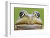 European Edible Frog (Rana Esculenta) Head, Prypiat Area, Belarus, June 2009-Máté-Framed Photographic Print