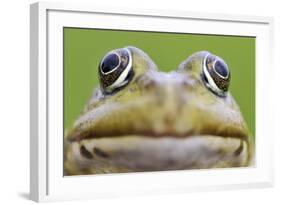 European Edible Frog (Rana Esculenta) Head, Prypiat Area, Belarus, June 2009-Máté-Framed Photographic Print