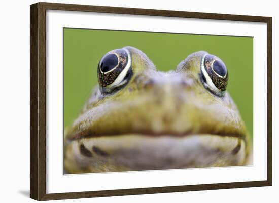 European Edible Frog (Rana Esculenta) Head, Prypiat Area, Belarus, June 2009-Máté-Framed Photographic Print