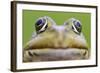 European Edible Frog (Rana Esculenta) Head, Prypiat Area, Belarus, June 2009-Máté-Framed Photographic Print