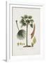 European Fan Palm-The Vintage Collection-Framed Giclee Print