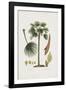 European Fan Palm-The Vintage Collection-Framed Giclee Print