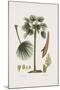 European Fan Palm-The Vintage Collection-Mounted Giclee Print