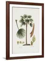 European Fan Palm-The Vintage Collection-Framed Giclee Print