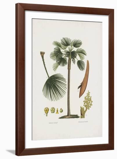 European Fan Palm-The Vintage Collection-Framed Giclee Print