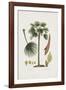 European Fan Palm-The Vintage Collection-Framed Giclee Print