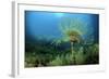 European Fan Worms (Sabella - Spirographis Spallanzani) Malta, Mediteranean, May 2009-Zankl-Framed Photographic Print