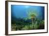 European Fan Worms (Sabella - Spirographis Spallanzani) Malta, Mediteranean, May 2009-Zankl-Framed Photographic Print